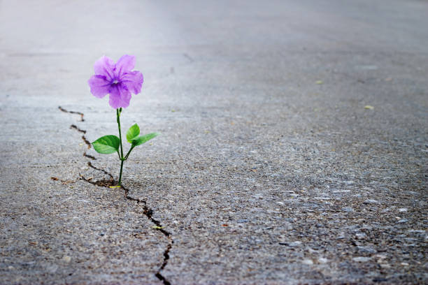 urple flower growing on crack street, soft focus, blank text