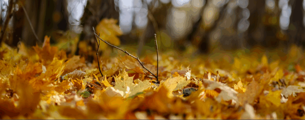 Image shows a close up of the ground covered with colorful autumn leaves and twigs with a blurred background