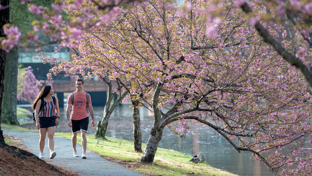 UR spring walk with lake and cherry blossoms