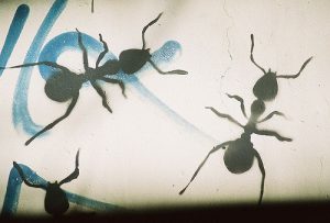 ants crawling