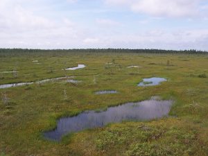 bog photo