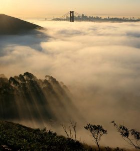 Bay Area Fog