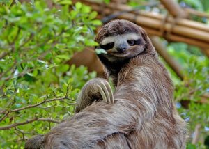 Sloth in tree