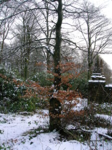 Beech Tree in Winter