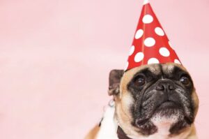 Sad Dog in Party Hat