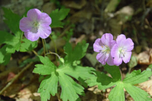 Wild Geranium in bloom
