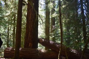 Fallen Trees on the Old Growth Trail