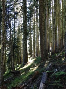 Surrounded by countless ancient trees, a feeling of peace and connectivity is easy to feel in the Andrews forest. 