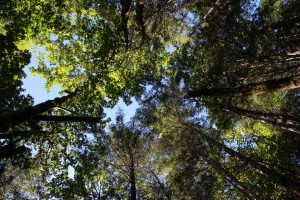 Old growth trail