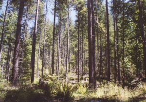 oldgrowth 1