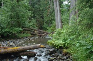 oldgrowth2