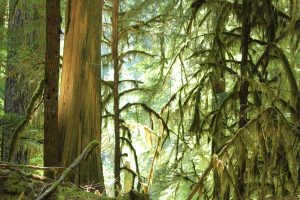 oldgrowth3