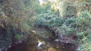 The streambank was clearly overgrown.