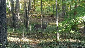 Wilderness is always surrounding us.
