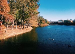 view from the bridge leading to the gazebo