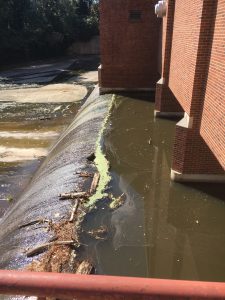 Remnants of the algal blooms linger behind the commons