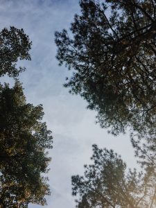 Trees!