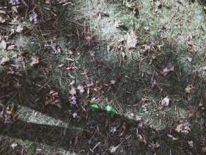 The crunchy leaves!
