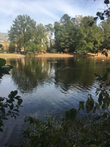 My view of the lake and its wildlife.