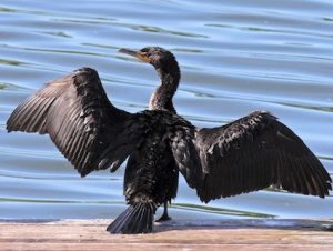 The hungry cormorant, unable to find fish in the empty fish ladder