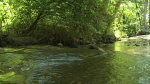 Reedy Creek