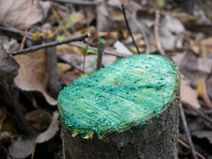 Blue-colored herbicide used on a stump