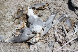 Kesterson Wildlife Refuge animal deaths