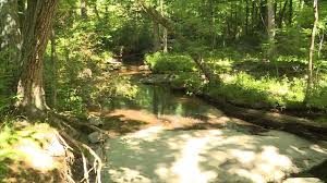 reedy creek1