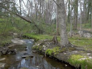 Looking upstream from lower end of proposed Reedy Creek project area.