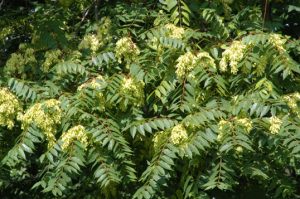 tree of heaven