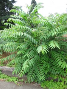 The Tree of Heaven