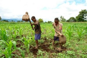 Weeding a small-scale corn farm back home
