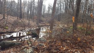 Chestnut Hill Brook, a tributary of the Norwalk River, runs nearby this section of the trail.