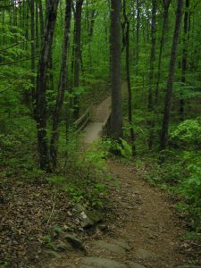 The rich bio-diverse Reedy Creek forest