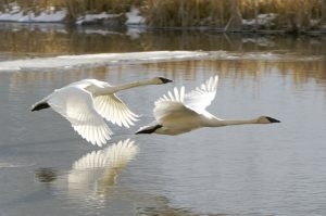 Swans in flight