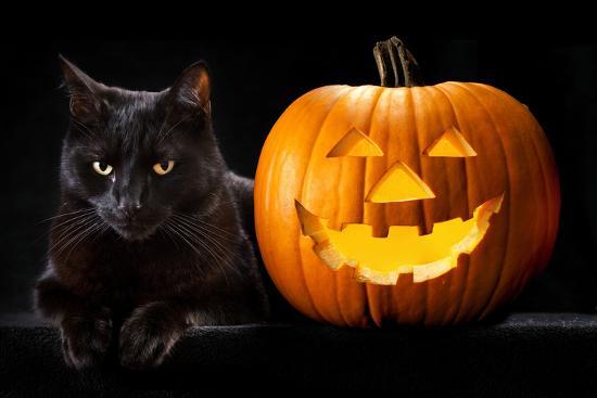 Black Cat and Jack O'Lantern