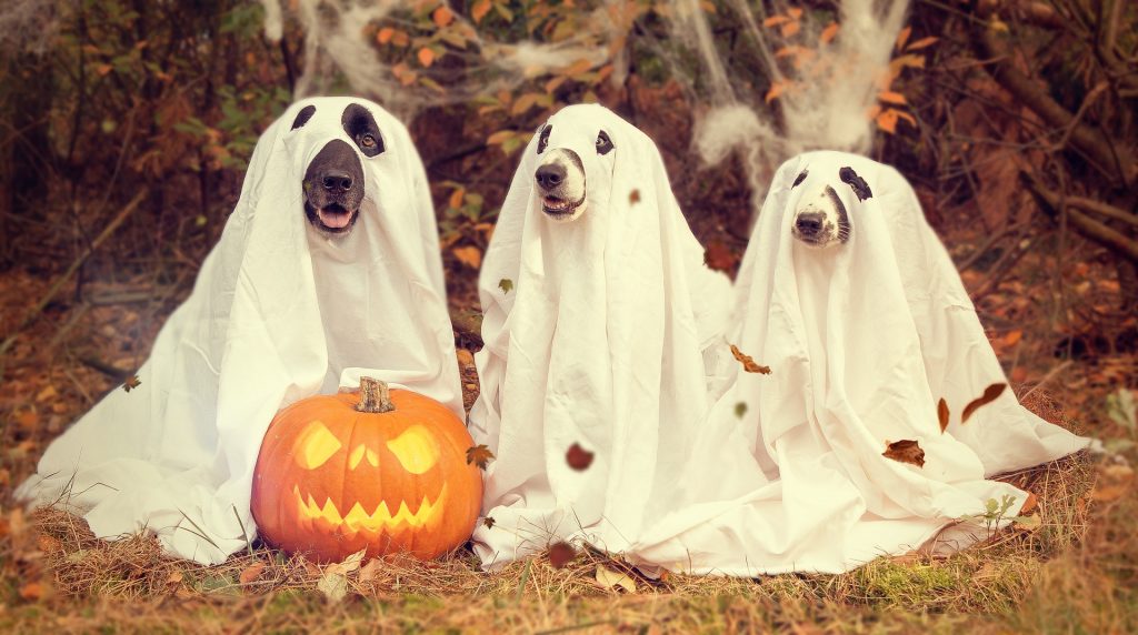 Halloween dogs