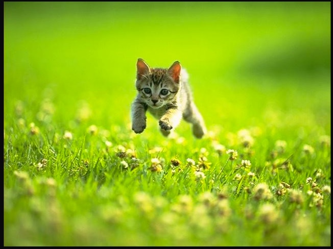 Running kitten
