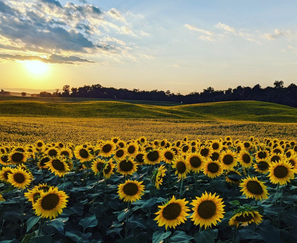 Field of sunflowers