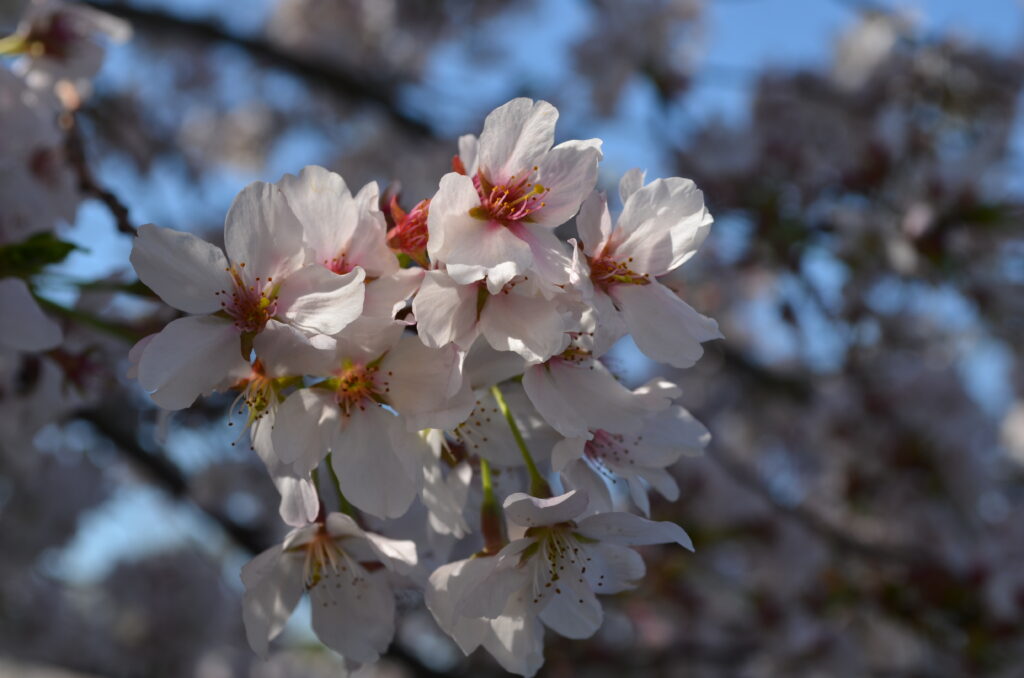 cherry blossoms