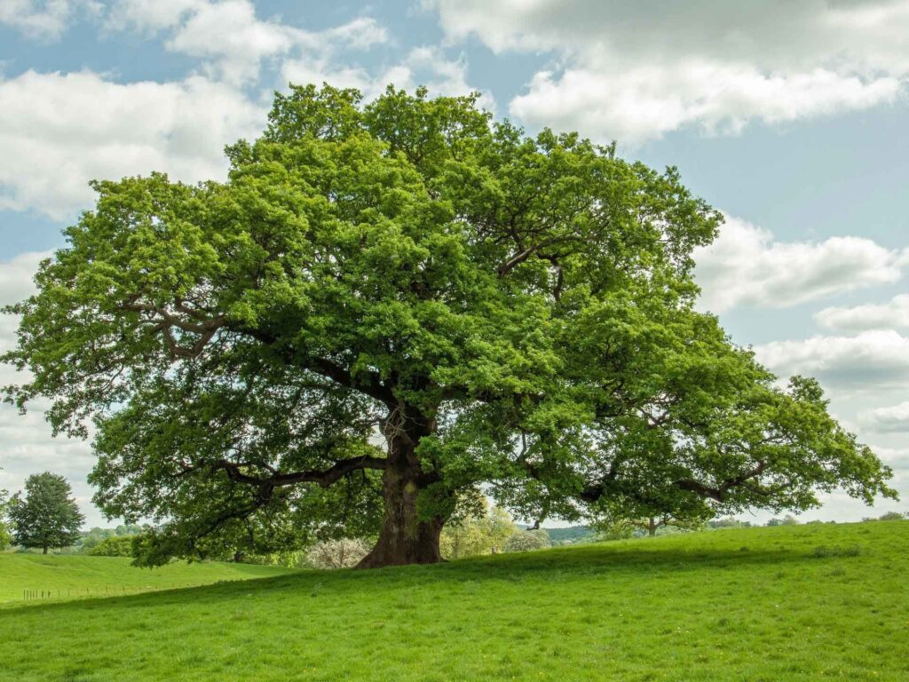Trees